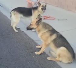 Reunited Unknown Dog last seen Pioneer Park, Las Vegas, NV 89128