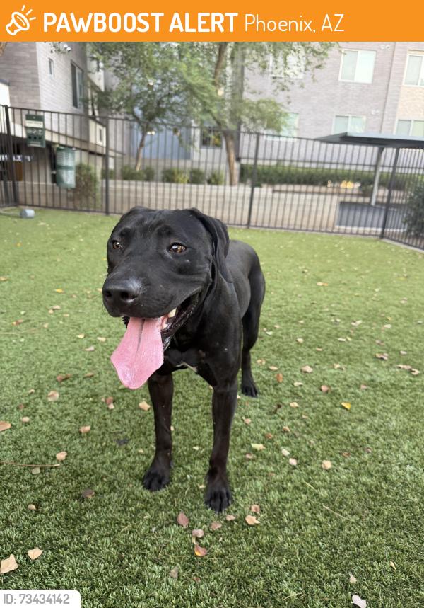 Found/Stray Male Dog last seen Near E Campbell Ave, Phoenix, AZ 85014, Phoenix, AZ 85014