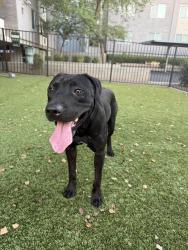 Found/Stray Male Dog last seen Near E Campbell Ave, Phoenix, AZ 85014, Phoenix, AZ 85014