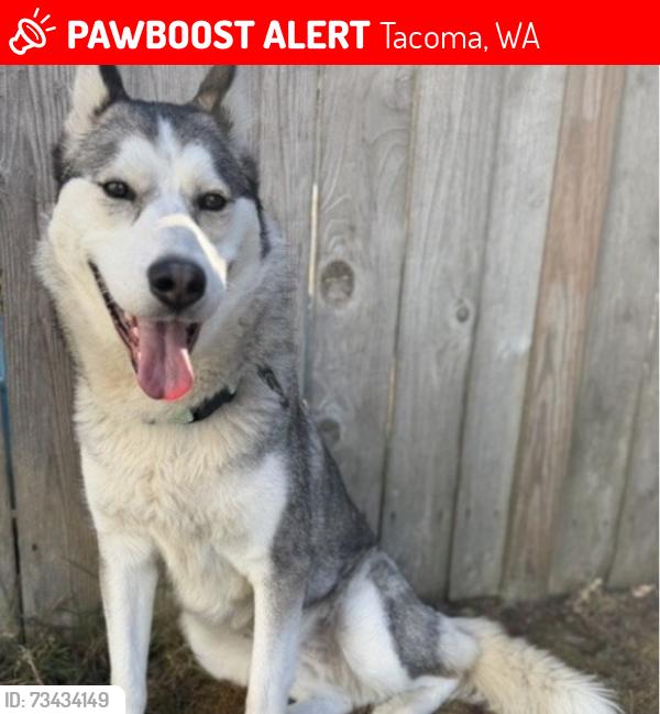 Lost Female Dog last seen Waller, Tacoma, WA 98402