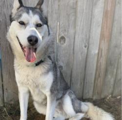 Lost Female Dog last seen Waller, Tacoma, WA 98402