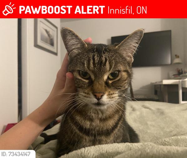 Lost Female Cat last seen Ireton and 25th side roD, Innisfil, ON 
