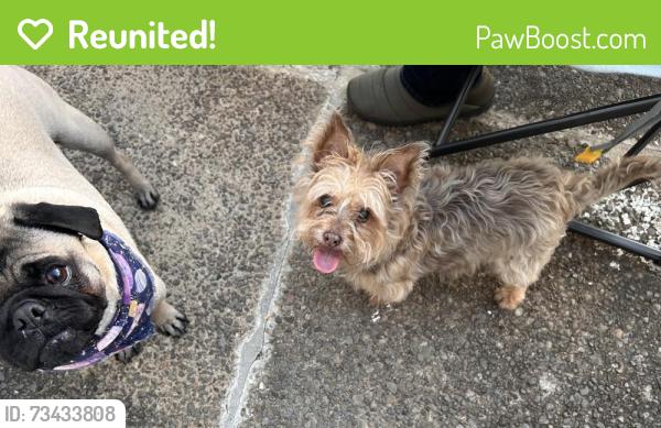 Reunited Female Dog last seen Wyoming, Pittsburgh, PA 15211