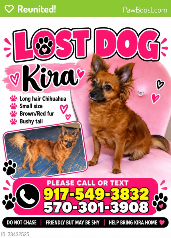 Reunited Female Dog last seen Hazel street, Ashley, PA 18706
