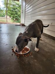 Found/Stray Male Dog last seen Twin Bridges Rd/ Cody Ln, Alexandria, LA 71303