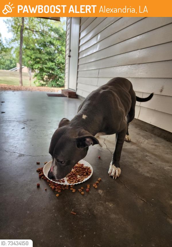 Found/Stray Male Dog last seen Twin Bridges Rd/ Cody Ln, Alexandria, LA 71303
