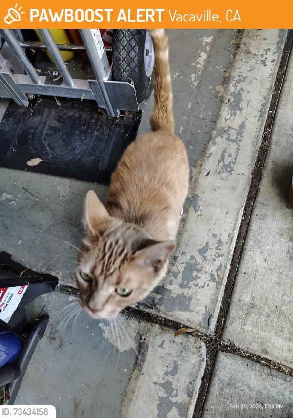 Found/Stray Unknown Cat last seen Vanden rd, Vacaville, CA 95687