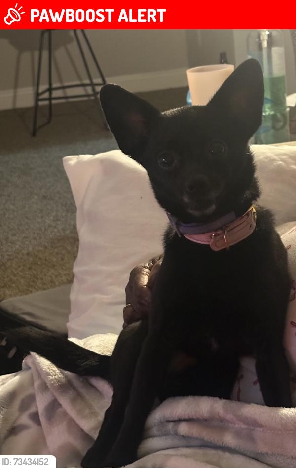 Lost Female Dog last seen Parkway terrace, Suitland-Silver Hill, MD 20746