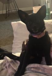 Lost Female Dog last seen Parkway terrace, Suitland-Silver Hill, MD 20746