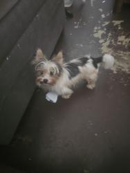 Reunited Male Dog last seen FIRST ST. AND JENNINGS AVE, Greenacres, FL 33463