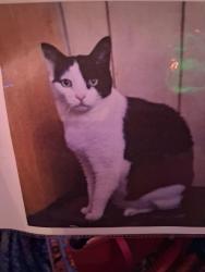 Lost Male Cat last seen 4th Ave extension and 32nd, Yuma, AZ 85364