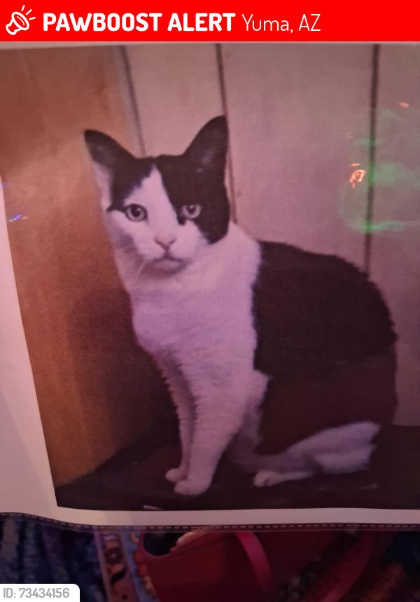 Lost Male Cat last seen 4th Ave extension and 32nd, Yuma, AZ 85364