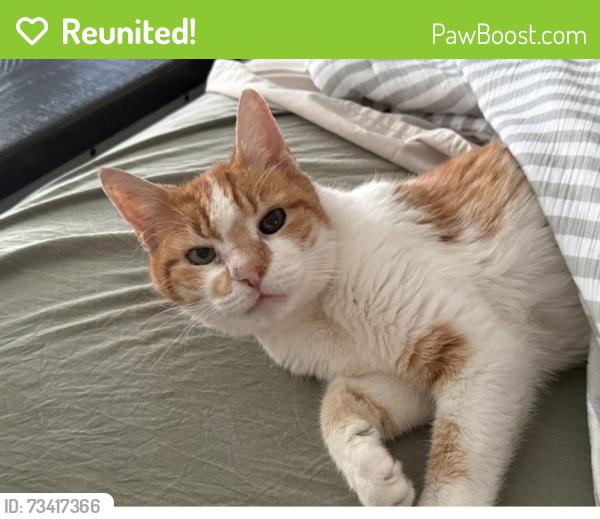 Reunited Male Cat last seen Stump road, North Wales, PA 19454