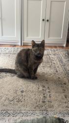 Lost Female Cat last seen wildwood elementary, Westland, MI 48186