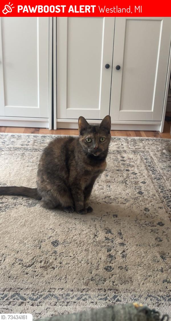 Lost Female Cat last seen wildwood elementary, Westland, MI 48186