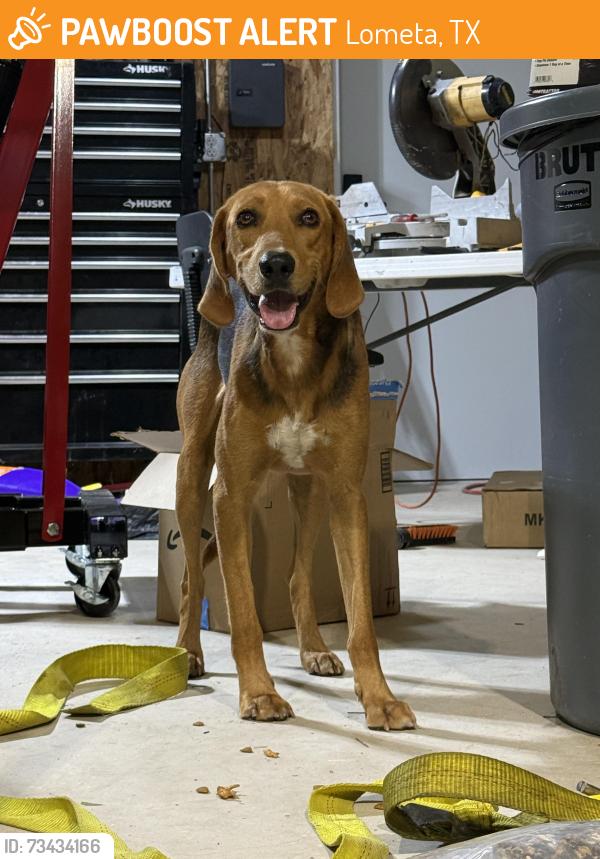 Found/Stray Male Dog last seen Hwy 183 & Co Rd 415, Lometa, TX 76853