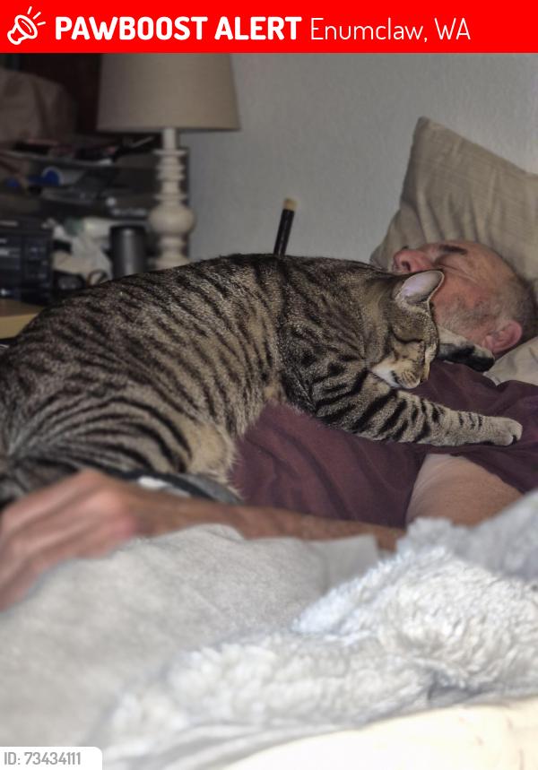 Lost Male Cat last seen Cole /Washington, Enumclaw, WA 98022