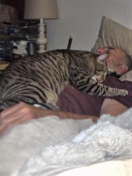 Lost Male Cat last seen Cole /Washington, Enumclaw, WA 98022