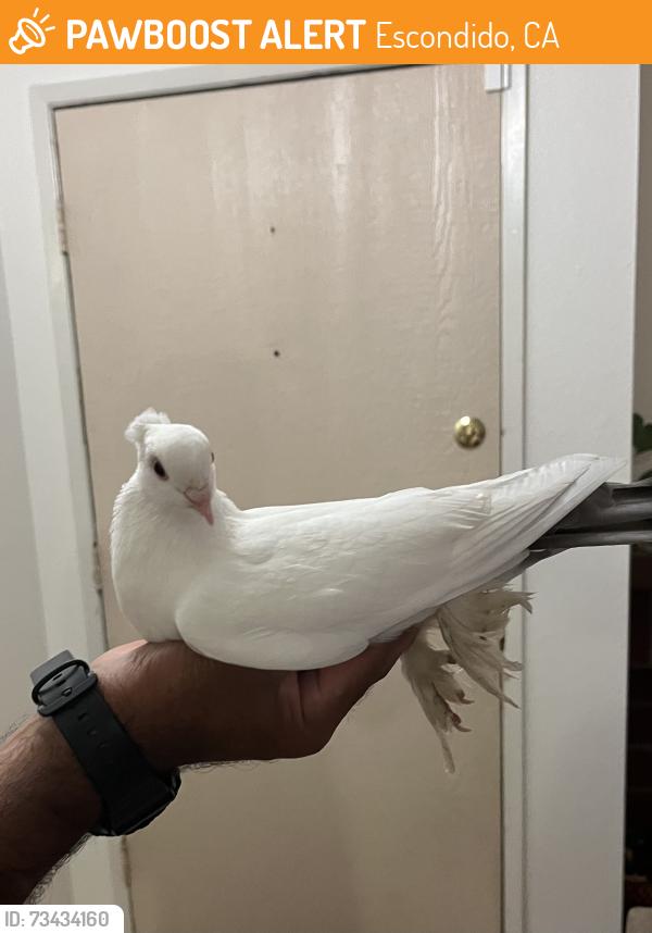 Found/Stray Unknown Bird last seen North Iris Lane Cul-de-Sac, Escondido, CA 92026