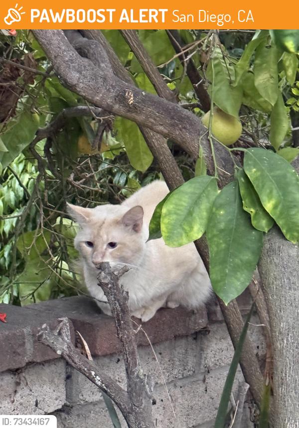 Found/Stray Unknown Cat last seen Diamond and Gresham, near PB Rec Center, San Diego, CA 92109