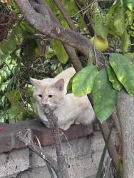Found/Stray Unknown Cat last seen Diamond and Gresham, near PB Rec Center, San Diego, CA 92109
