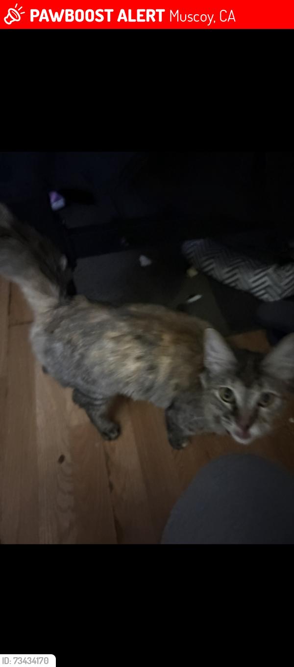 Lost Female Cat last seen Near West Darby St, Muscoy, CA 92407