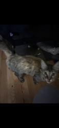 Lost Female Cat last seen Near West Darby St, Muscoy, CA 92407
