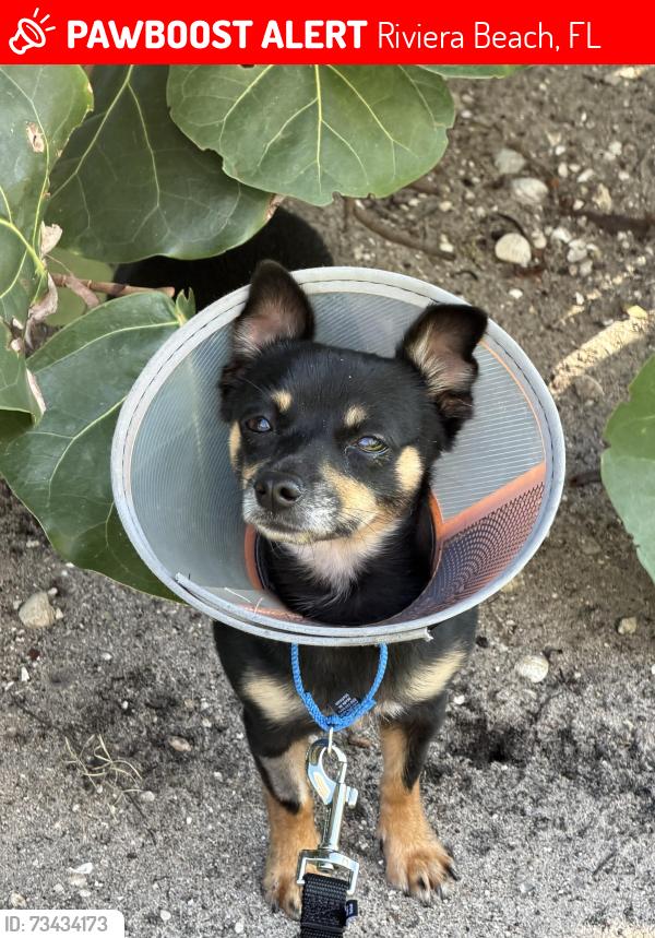 Lost Female Dog last seen Near N. Ocean Dr., Riviera Beach Florida in front of the Tiara cndmniums, Riviera Beach, FL 33404