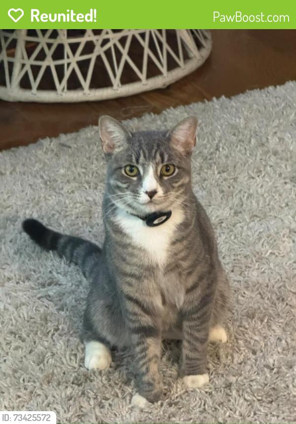 Reunited Male Cat last seen Woodhaven, Queens, NY 11374