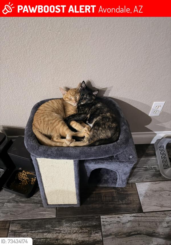 Lost Male Cat last seen 125th Ave and tonto street, Avondale, AZ 85323