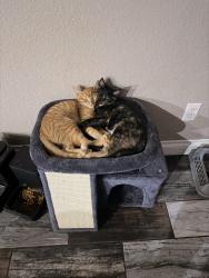 Lost Male Cat last seen 125th Ave and tonto street, Avondale, AZ 85323