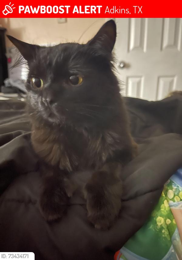 Lost Female Cat last seen Sulphur springs, Adkins, TX 78101