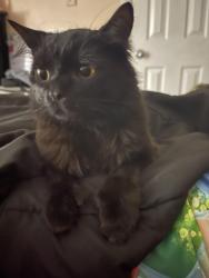 Lost Female Cat last seen Sulphur springs, Adkins, TX 78101