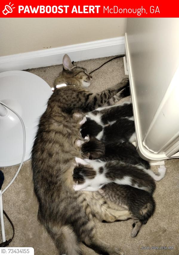 Lost Female Cat last seen Kelly Rd/ Bridges Rd., McDonough, GA 30253