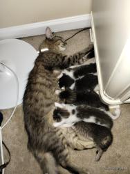 Lost Female Cat last seen Kelly Rd/ Bridges Rd., McDonough, GA 30253