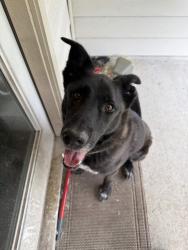 Found/Stray Male Dog last seen Southwood hollow and clearwater bluff, Houston, TX 77365