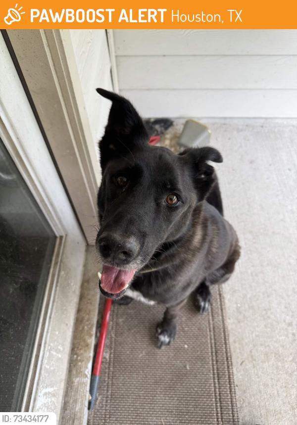 Found/Stray Male Dog last seen Southwood hollow and clearwater bluff, Houston, TX 77365