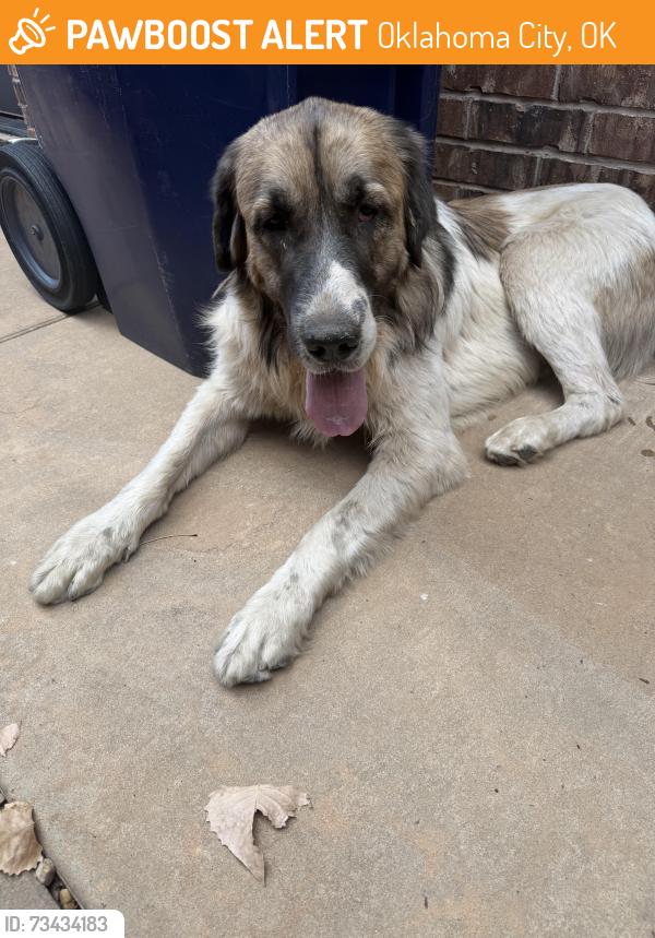 Found/Stray Male Dog last seen 104th and Meridian, Oklahoma City, OK 73173