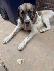 Found/Stray Male Dog last seen 104th and Meridian, Oklahoma City, OK 73173