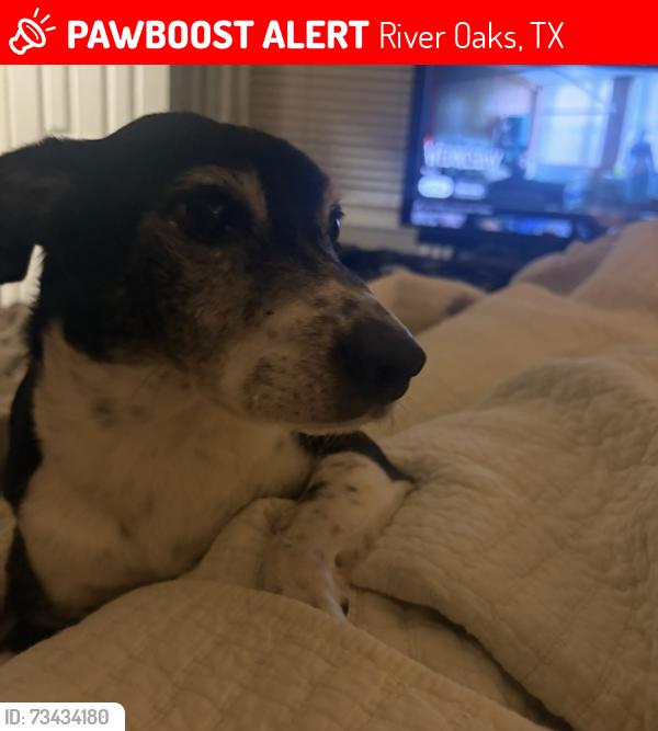 Lost Male Dog last seen Thomas Ln/Taylor Rd, across from autozone, River Oaks, TX 76114