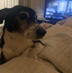 Lost Male Dog last seen Thomas Ln/Taylor Rd, across from autozone, River Oaks, TX 76114