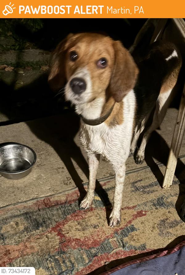 Found/Stray Unknown Dog last seen Martin PA, Martin, PA 15478