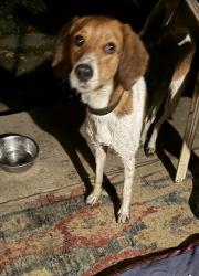 Found/Stray Unknown Dog last seen Martin PA, Martin, PA 15478