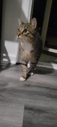 Found/Stray Unknown Cat last seen Alex Rd., nearest main street from this neighborhood, West Carrollton, OH 45449