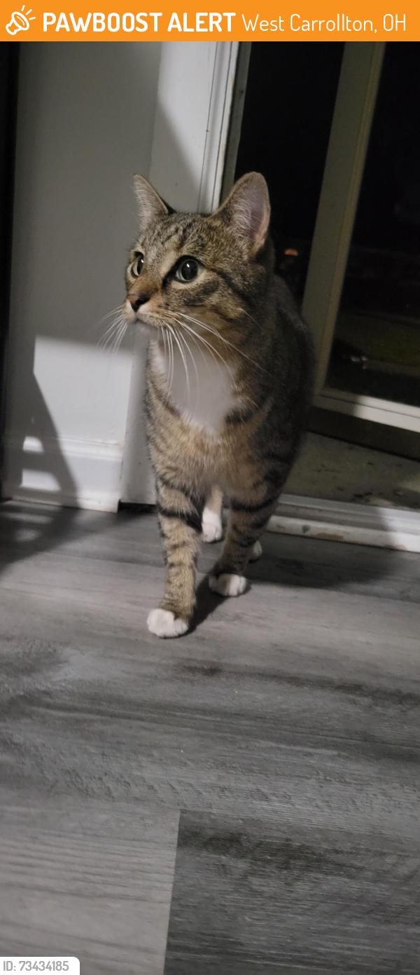 Found/Stray Unknown Cat last seen Alex Rd., nearest main street from this neighborhood, West Carrollton, OH 45449