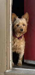 Lost Female Dog last seen Avalon and 83, Los Angeles, CA 90001