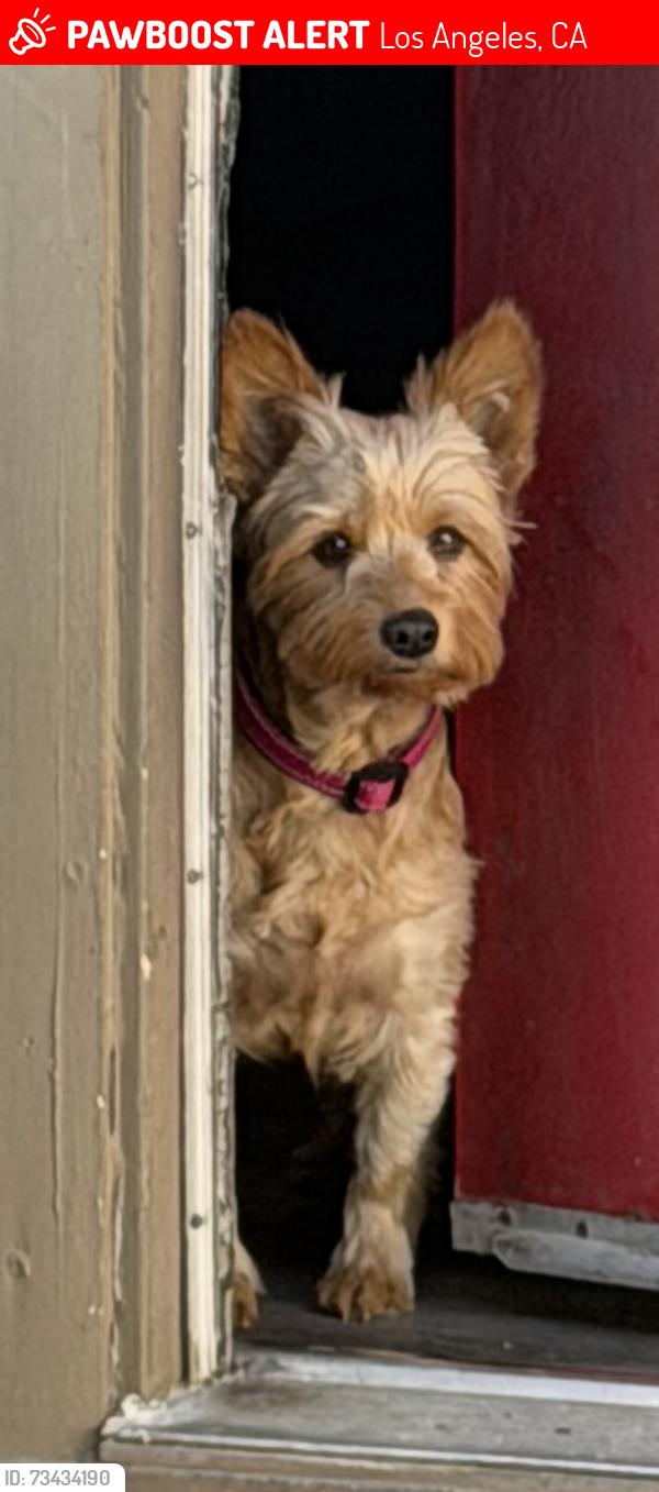 Lost Female Dog last seen Avalon and 83, Los Angeles, CA 90001