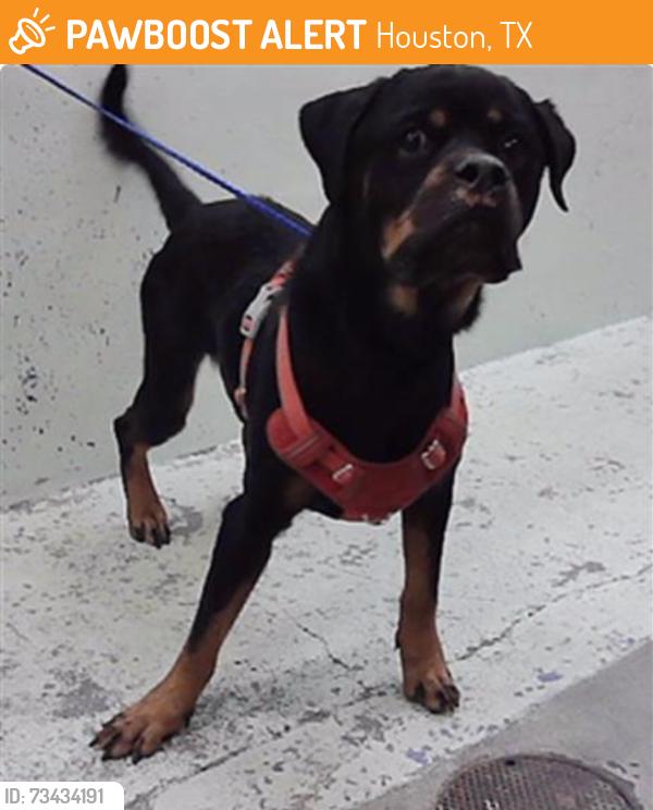 Found/Stray Female Dog last seen Bob White 77035, Houston, TX 77035