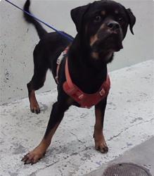 Found/Stray Female Dog last seen Bob White 77035, Houston, TX 77035