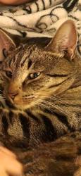 Lost Male Cat last seen Sherwood dr, Manchester, NH 03103